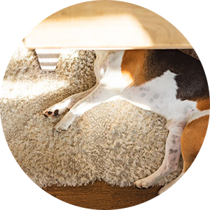 Pet dog lying on a freshly cleaned carpet, odor-free.