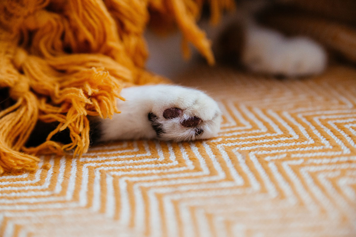 Close-up of a cleaning tool targeting pet hair and odor spots on a couch.