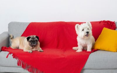 Best Ways to Protect Your Upholstery from Pets