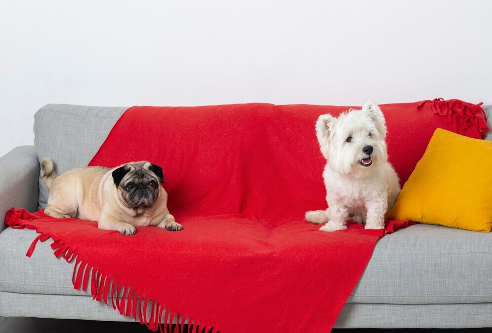 Best Ways to Protect Your Upholstery from Pets