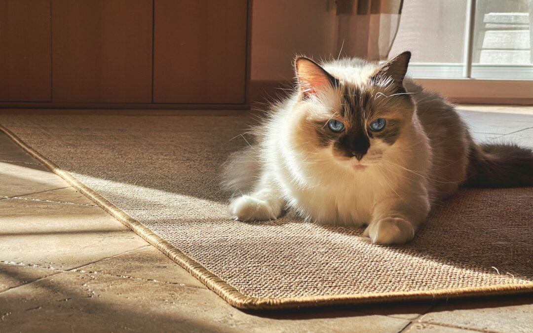 Pet