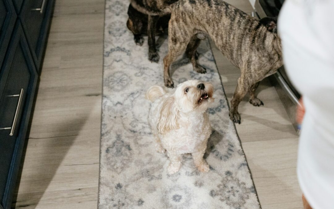 Mastering Pet Odor Removal from Carpets and Rugs