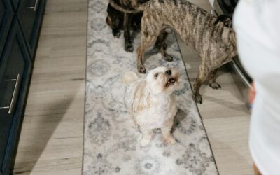 Mastering Pet Odor Removal from Carpets and Rugs